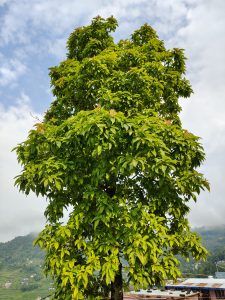 A tall, lush green tree with a dense canopy of vibrant leaves stands against a cloudy sky.