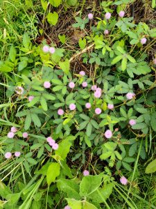 A dense patch of green foliage featuring small, round, pink flowers