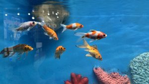 A vibrant underwater scene featuring several goldfish swimming in a clear blue aquarium. 