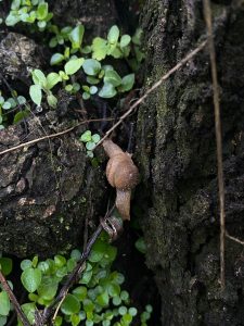 A close-up of a small brown snail perched on a mossy wooden surface, surrounded by vibrant green leaves and plants. 