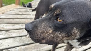 Close up of a dog's face, looking to the left of the camera.  He has black hair and golden eyes.