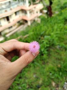 A close-up of a hand holding a small, round pink flower with fine, delicate filaments, set against a blurred green background featuring grass and a building in the distance.